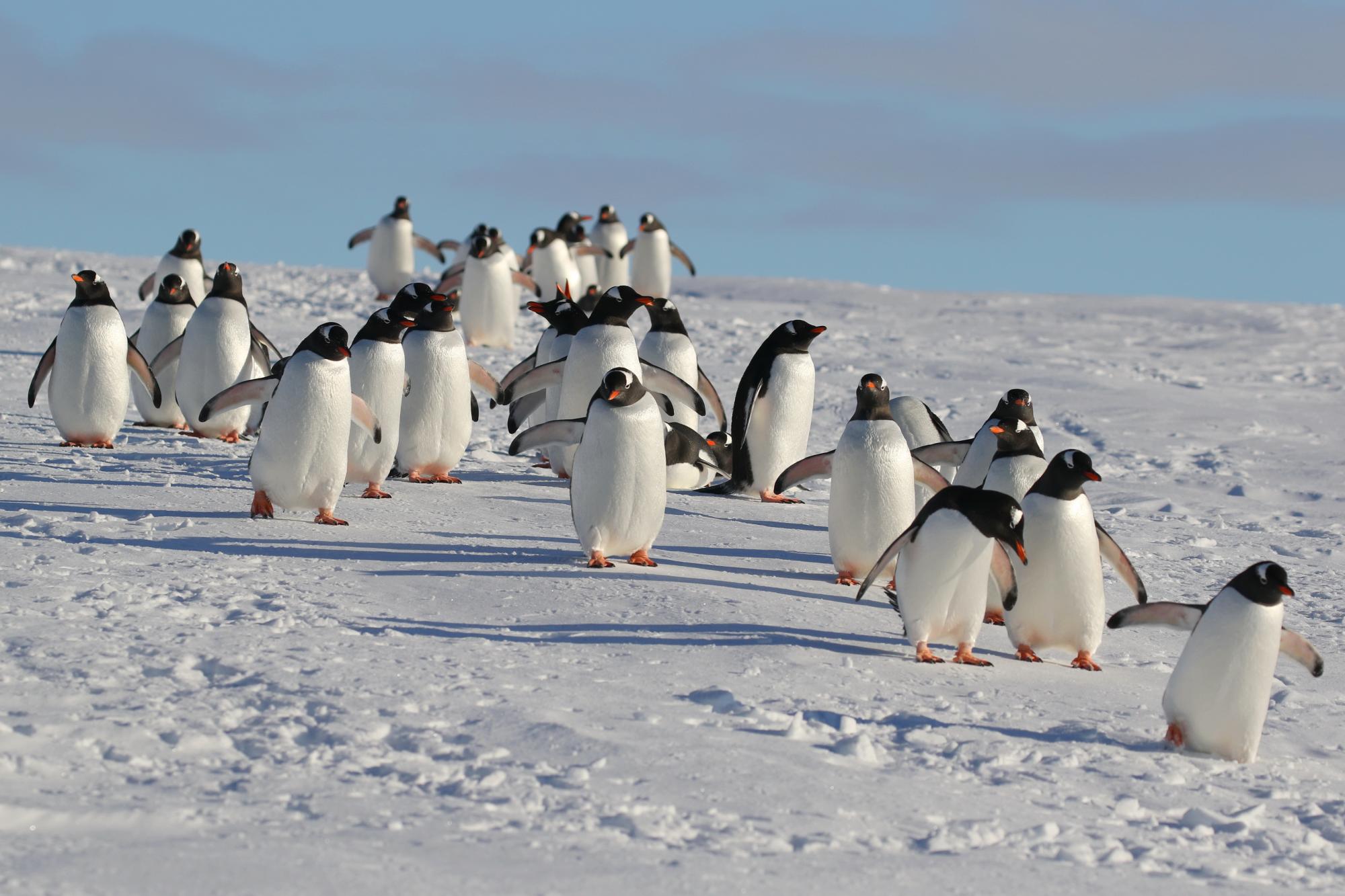 Полярные медведи и база Гитлера. Полярник развеял мифы об Антарктиде и сказал, переворачивает ли пингвинов